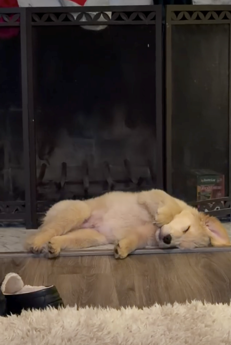 Cheezburger Image 10626923008