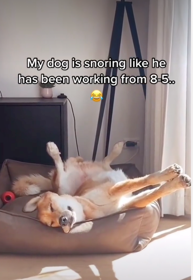 My dog is snoring like he has been working from 8-5..