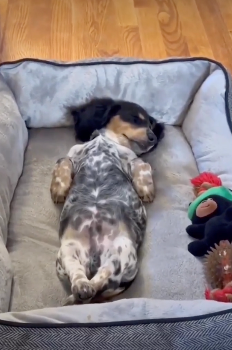 Cheezburger Image 10626923776