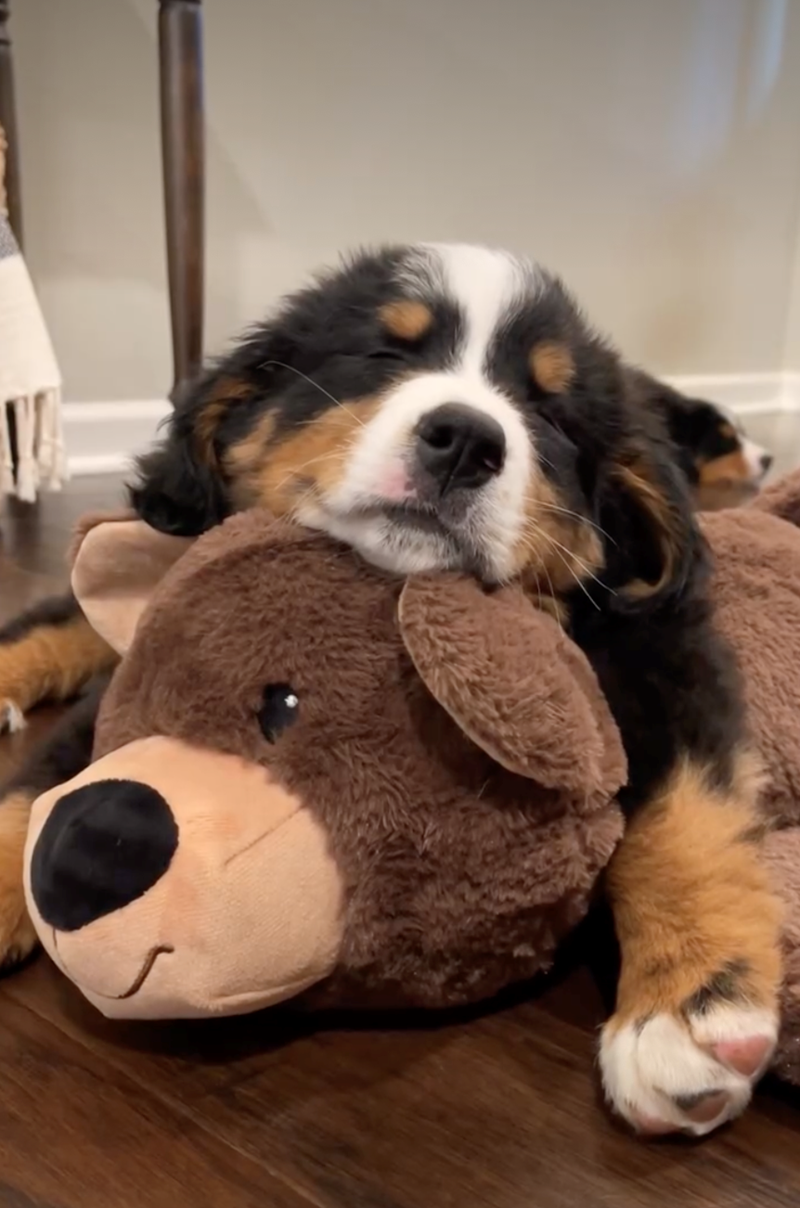 Cheezburger Image 10626924288