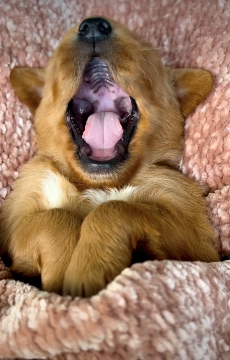 Cheezburger Image 10626925056