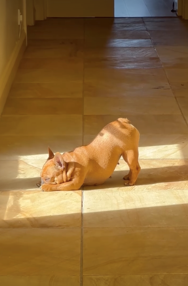 Cheezburger Image 10626926080