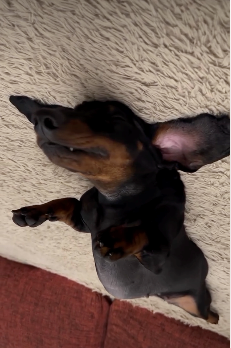 Cheezburger Image 10626926336