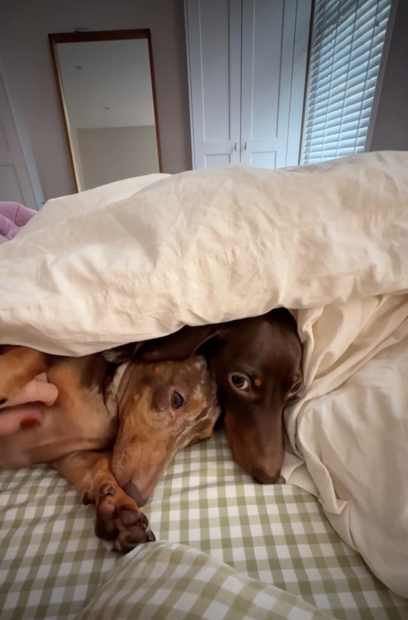 Cheezburger Image 10626926592