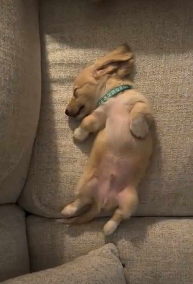 Cheezburger Image 10626927872