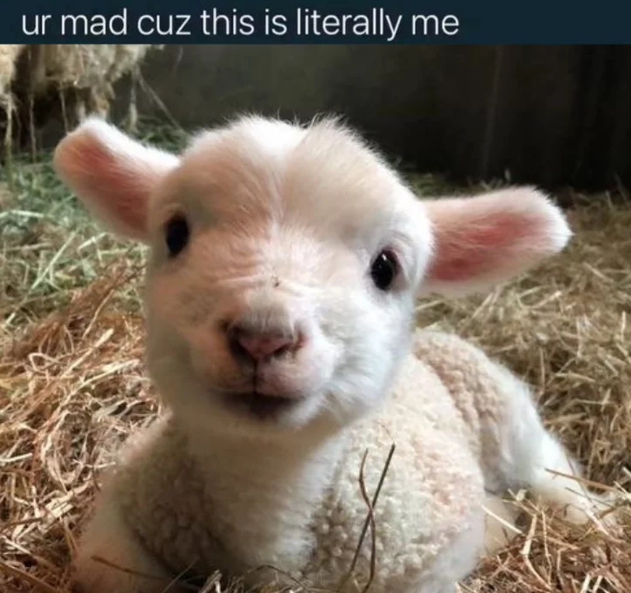 ur mad cuz this is literally me