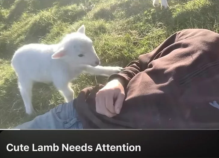 Cute Lamb Needs Attention
