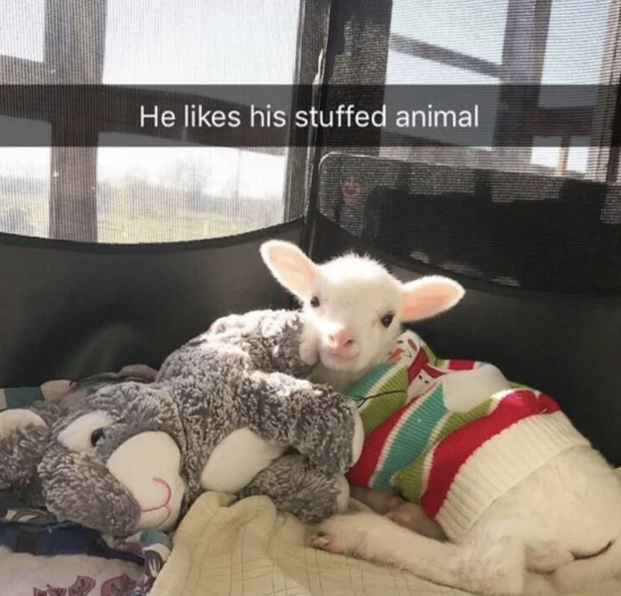 He likes his stuffed animal