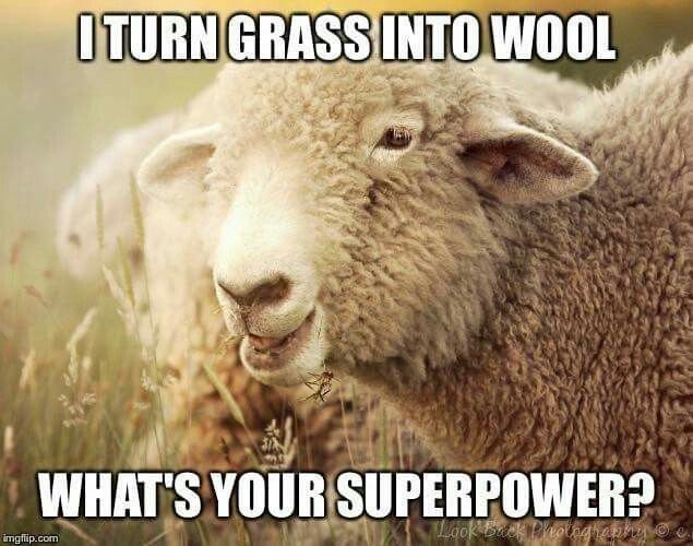 I TURN GRASS INTO WOOL WHAT'S YOUR SUPERPOWER? imgflip.com Look ck Photography ©