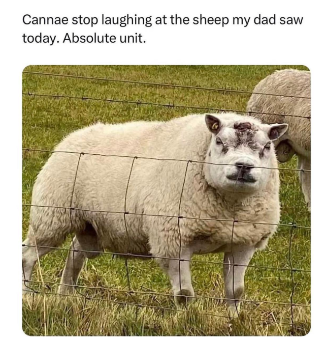 Cannae stop laughing at the sheep my dad saw today. Absolute unit.