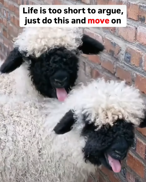 Life is too short to argue, just do this and move on