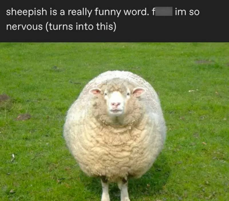 sheepish is a really funny word. f nervous (turns into this) | im so