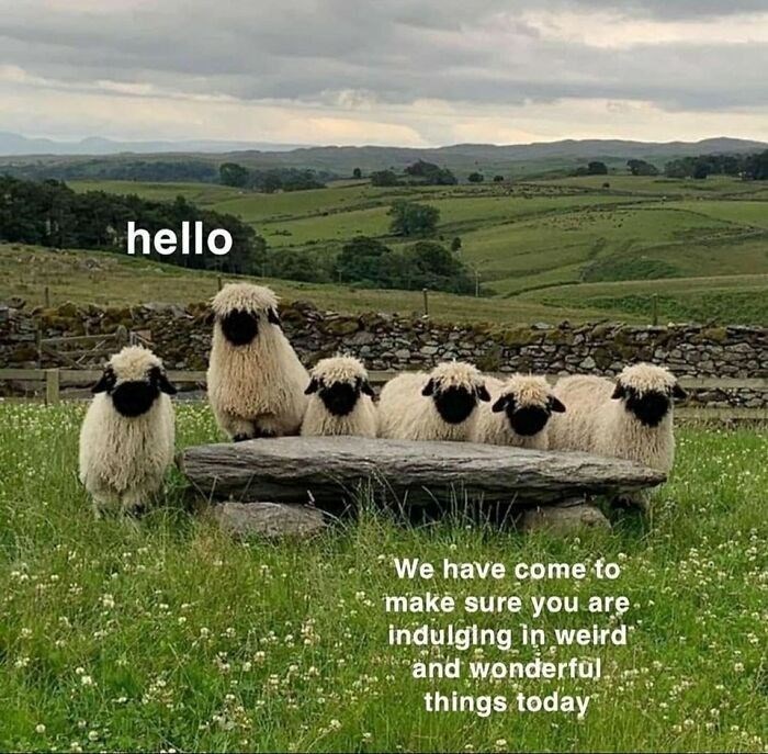 hello We have come to make sure you are. indulging in weird and wonderful things today