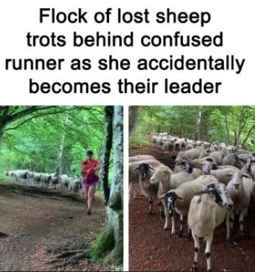Flock of lost sheep trots behind confused runner as she accidentally becomes their leader