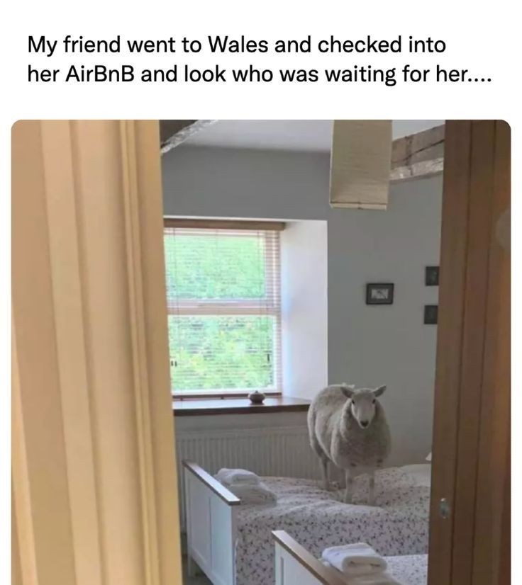 My friend went to Wales and checked into her AirBnB and look who was waiting for her....