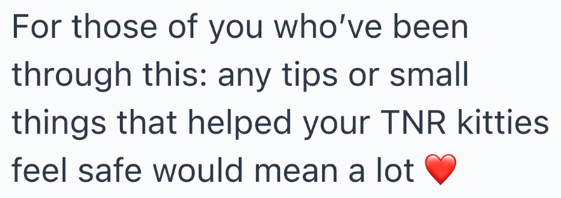 For those of you who've been through this: any tips or small things that helped your TNR kitties feel safe would mean a lot