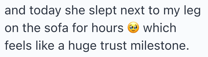and today she slept next to my leg 60 on the sofa for hours which feels like a huge trust milestone.