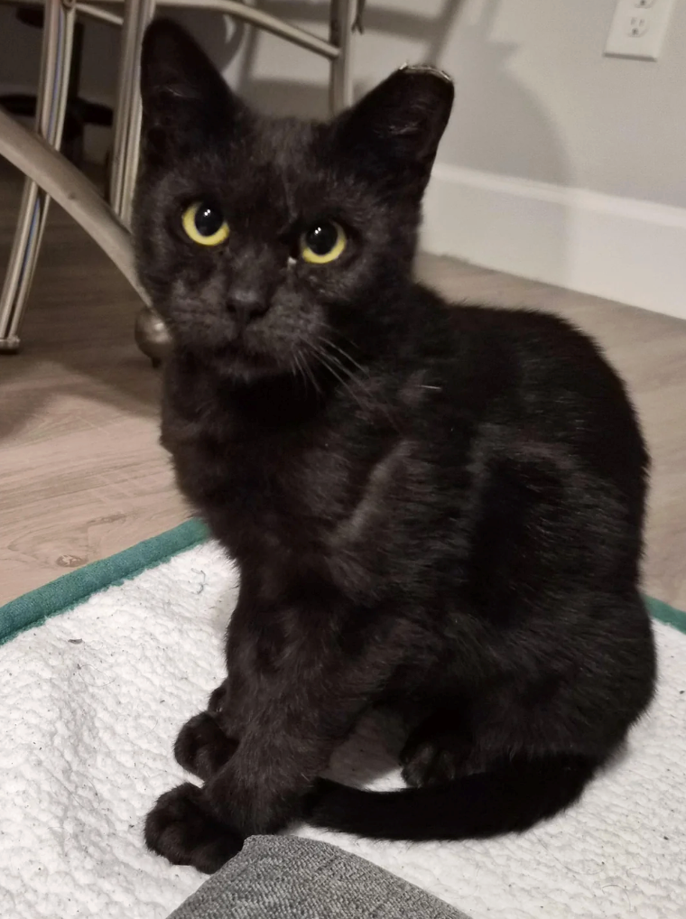 Cheezburger Image 10627009024