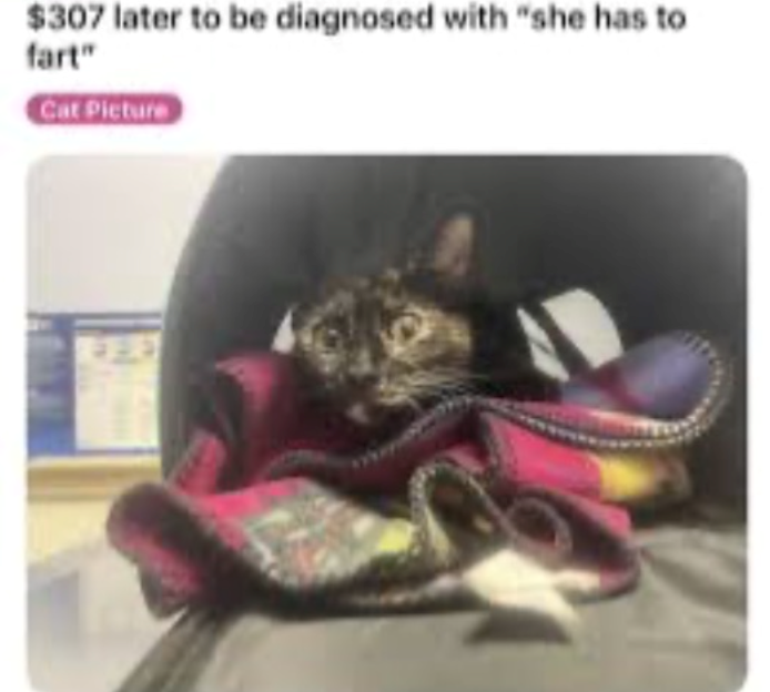 $307 later to be diagnosed with "she has to fart" Cat Picture