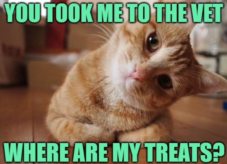 YOU TOOK ME TO THE VET WHERE ARE MY TREATS?