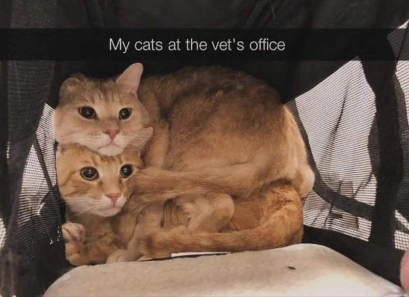 My cats at the vet's office