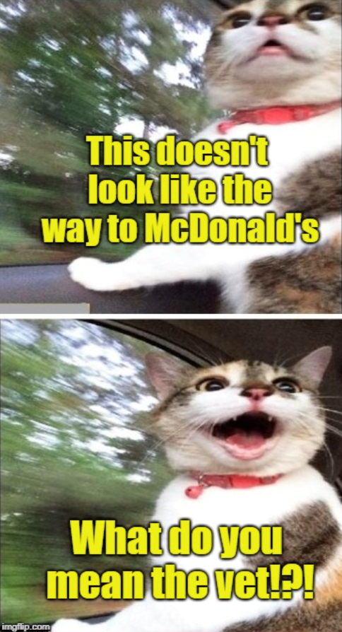 This doesn't look like the way to McDonald's imgflip.com What do you mean the vet!?!