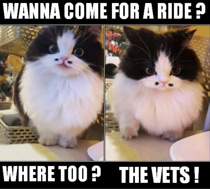 WANNA COME FOR A RIDE? WHERE TOO? THE VETS!
