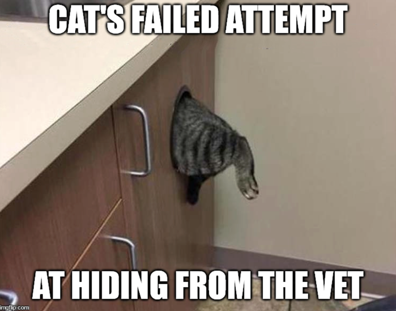 imgflip.com CAT'S FAILED ATTEMPT AT HIDING FROM THE VET