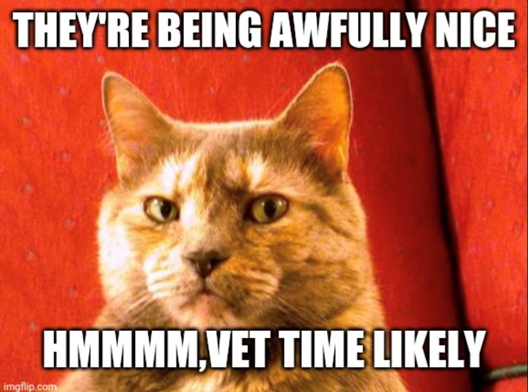 THEY'RE BEING AWFULLY NICE HMMMM,VET TIME LIKELY imgflip.com