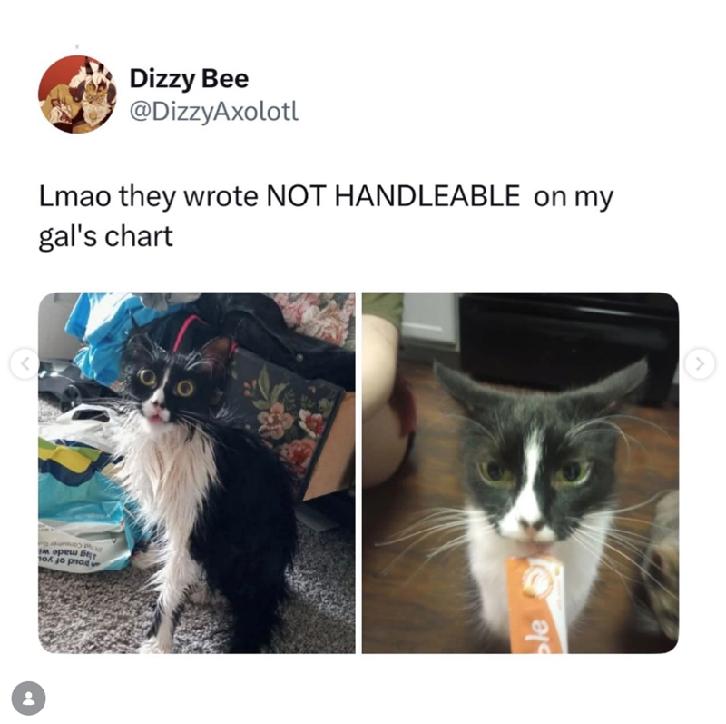 Ast Consumer alag made wi proud of you Dizzy Bee @DizzyAxolotl Lmao they wrote NOT HANDLEABLE on my gal's chart le >