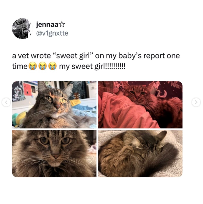 jennaa✩ @v1gnxtte a vet wrote "sweet girl" on my baby's report one time my sweet girl!!!!!!!!!! < >