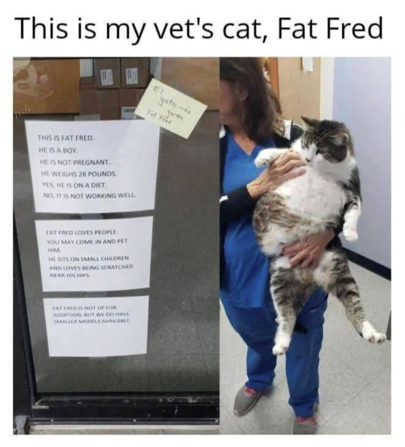 This is my vet's cat, Fat Fred THIS IS FAT FRED. HE IS A BOY. HE IS NOT PREGNANT. HE WEIGHS 28 POUNDS. YES, HE IS ON A DIET. NO, IT IS NOT WORKING WELL. FAT FRED LOVES PEOPLE YOU MAY COME IN AND PET HIM. HE SITS ON SMALL CHILDREN AND LOVES BEING SCRATCHED NEAR HIS HIPS. FAT FRED IS NOT UP FOR ADOPTION BUT WE DO HAVE SMALLER MODELS AVAILABLE gato más
