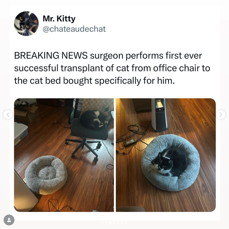 < Mr. Kitty @chateaudechat BREAKING NEWS surgeon performs first ever successful transplant of cat from office chair to the cat bed bought specifically for him.