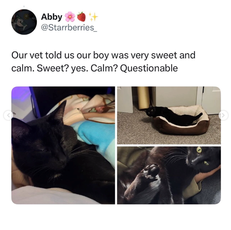 Abby ++ @Starrberries_ Our vet told us our boy was very sweet and calm. Sweet? yes. Calm? Questionable