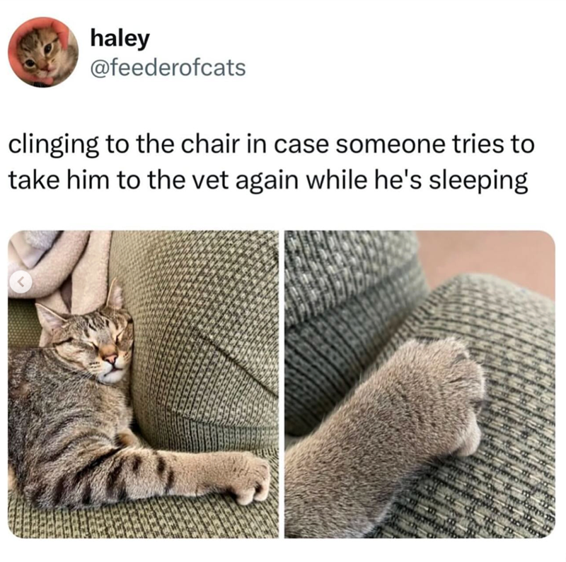 haley @feederofcats clinging to the chair in case someone tries to take him to the vet again while he's sleeping <