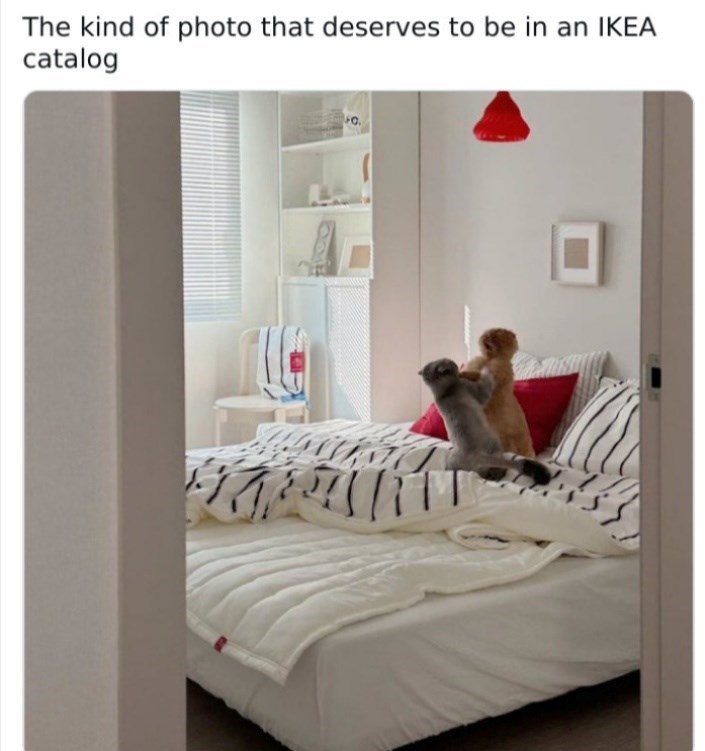 The kind of photo that deserves to be in an IKEA catalog C.