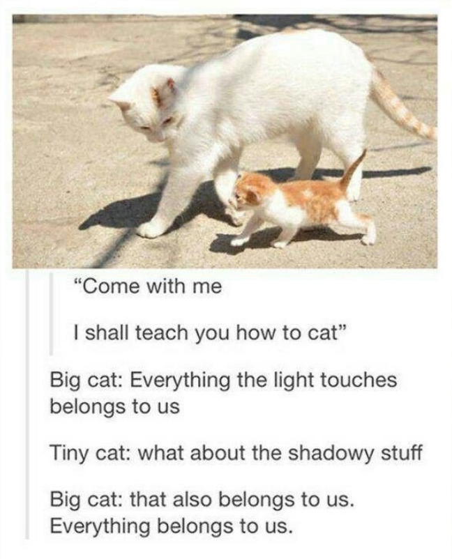 "Come with me I shall teach you how to cat" Big cat: Everything the light touches belongs to us Tiny cat: what about the shadowy stuff Big cat: that also belongs to us. Everything belongs to us.