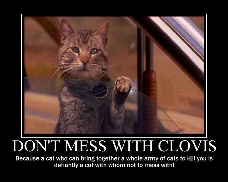 DON'T MESS WITH CLOVIS Because a cat who can bring together a whole army of cats to I you is defiantly a cat with whom not to mess with!