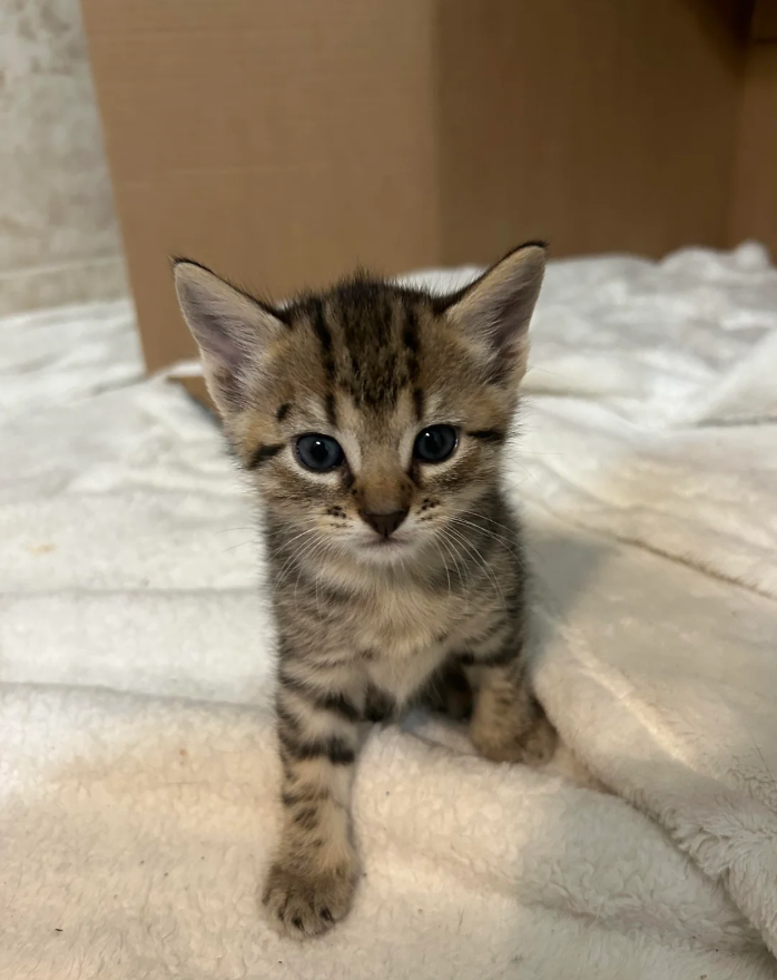 Cheezburger Image 10627030784