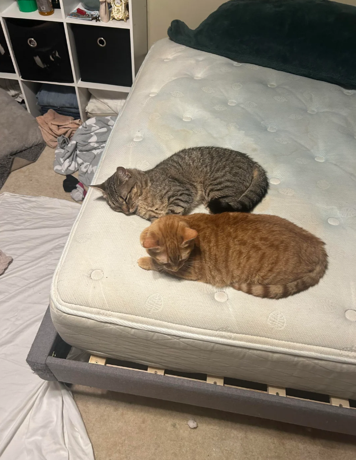 Cheezburger Image 10627031040