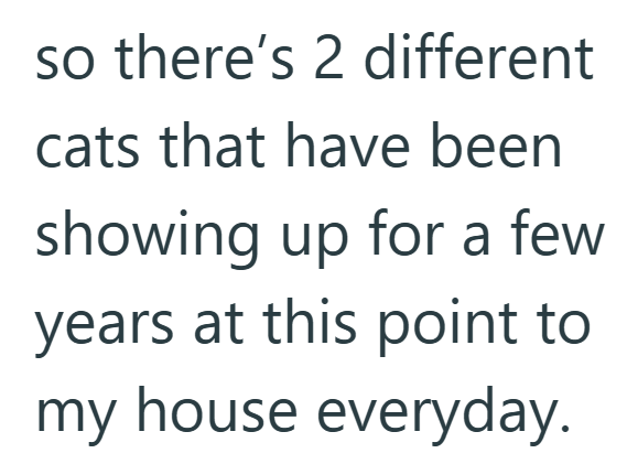 so there's 2 different cats that have been showing up for a few years at this point to my house everyday.