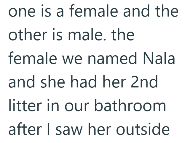 one is a female and the other is male. the female we named Nala and she had her 2nd litter in our bathroom after I saw her outside