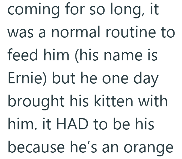 coming for so long, it was a normal routine to feed him (his name is Ernie) but he one day brought his kitten with him. it HAD to be his because he's an orange