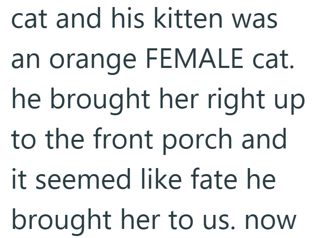 cat and his kitten was an orange FEMALE cat. he brought her right up to the front porch and it seemed like fate he brought her to us. now