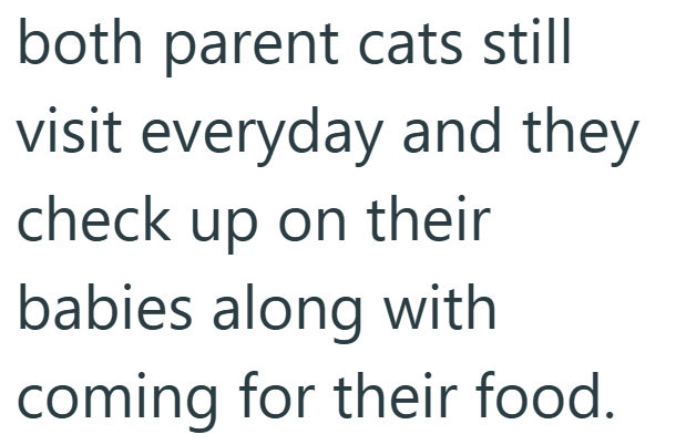 both parent cats still visit everyday and they check up on their babies along with coming for their food.