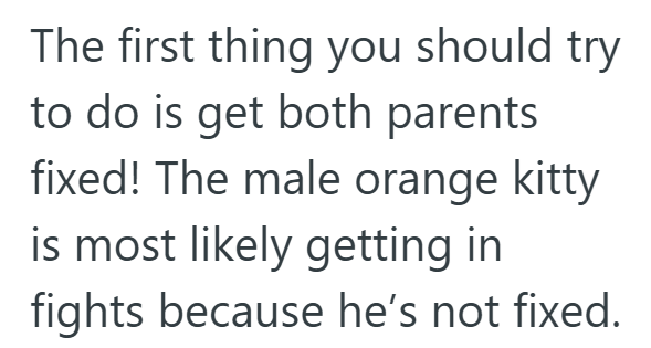 The first thing you should try to do is get both parents fixed! The male orange kitty is most likely getting in fights because he's not fixed.