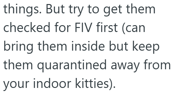 things. But try to get them checked for FIV first (can bring them inside but keep them quarantined away from your indoor kitties).