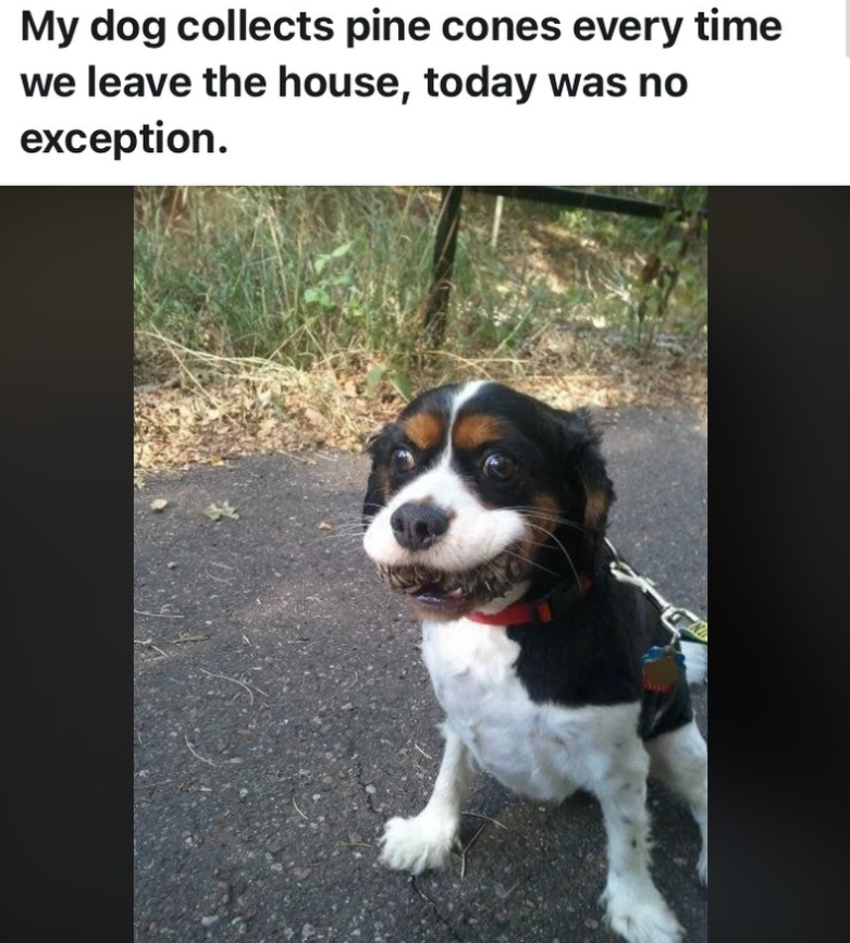 My dog collects pine cones every time we leave the house, today was no exception.