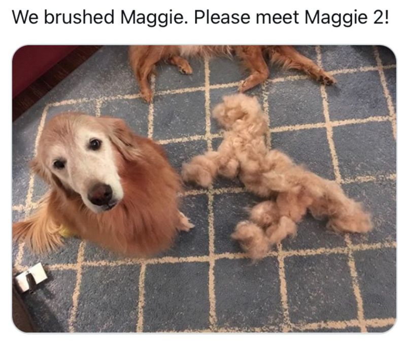 We brushed Maggie. Please meet Maggie 2!