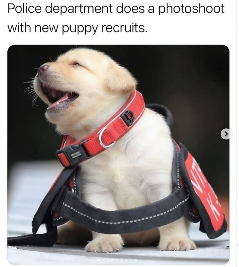 Police department does a photoshoot with new puppy recruits. >